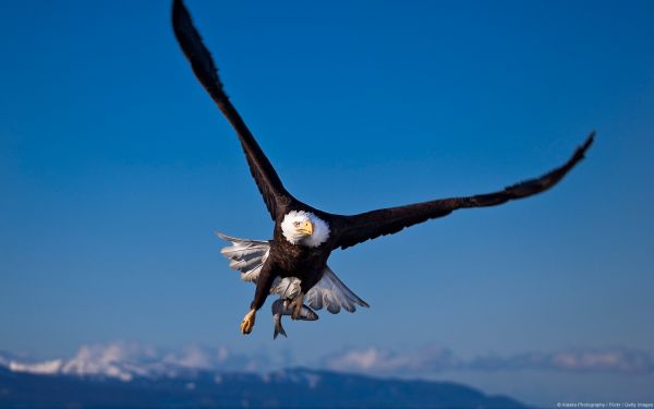 風景,鳥,動物,空,自然,野生動物