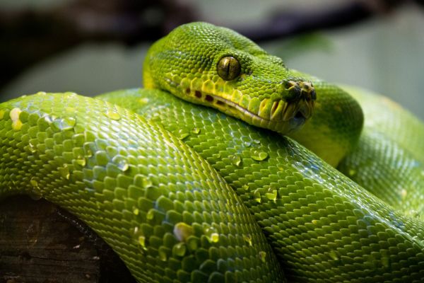 animals,reptiles,green,snake,skin,water drops