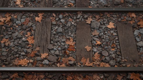 Holz,Straßenbelag,braun,Blatt,Mauer,Ziegel