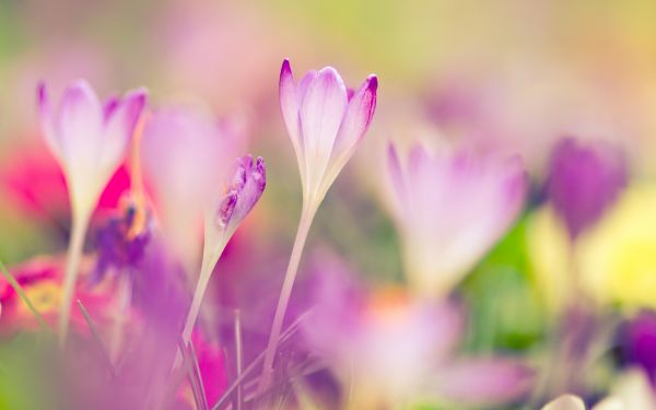 Blumen, Natur, lila, Blumenblätter, Sonnenlicht, Fotografie