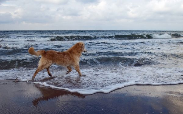 ทะเล,ท่อง,หมา,เดิน,ชายหาด