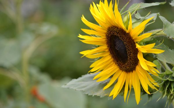 bloem,fabriek,zonnebloem,bloemblaadjes