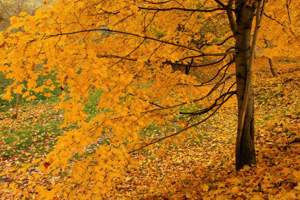 Landschaft,Sonnenlicht,Bäume,bunt,Wald,fallen