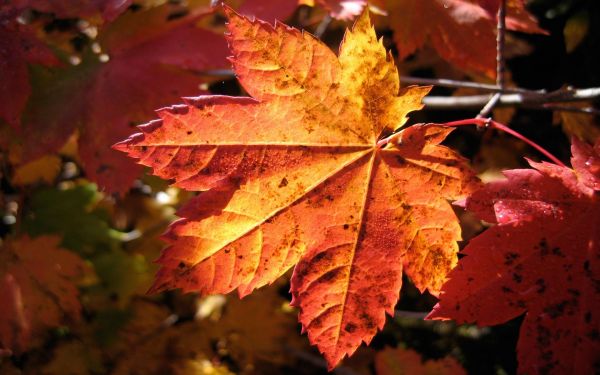 vallen, bladeren, natuur, rood, planten, fotografie