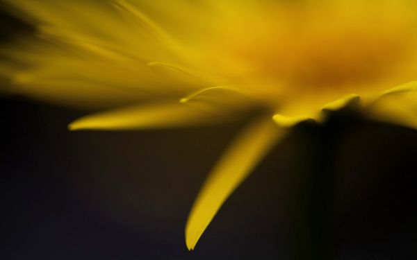 zonlicht,bloemen,natuur,planten,fotografie,macro