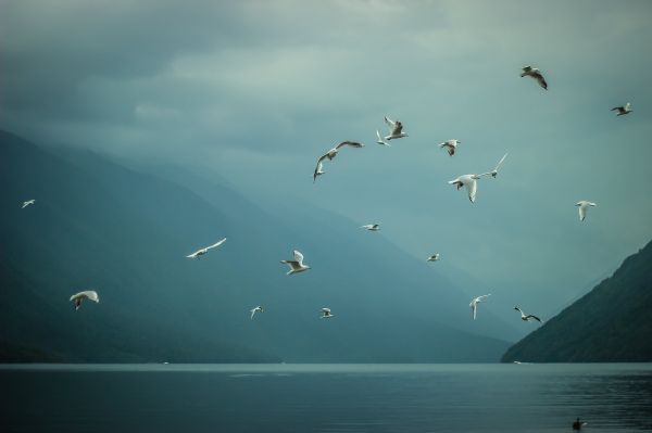 burung-burung,camar laut,alam,kabut