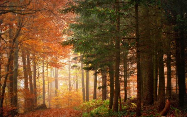 bois,des arbres,frontière,l'automne,brume,saisons