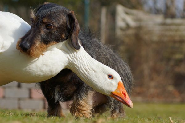 Tiere,Kreatur,Hund,Magie,Phantasie,Ente