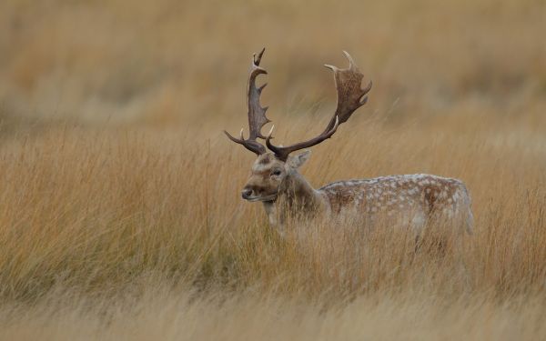 Jelen, tráva, Volně žijících živočichů, Procházka, tundra, skrytý