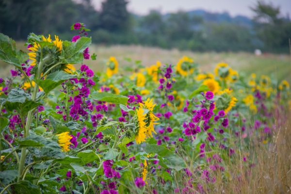 natură,camp,inflori,Danemarca,toamnă,floare