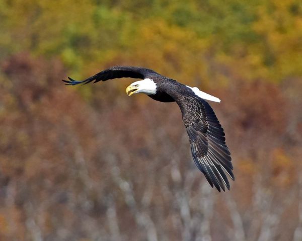 นก,แร็พเตอร์ส์,สัตว์ป่า,bokeh,Baldeagle,นกอินทรี