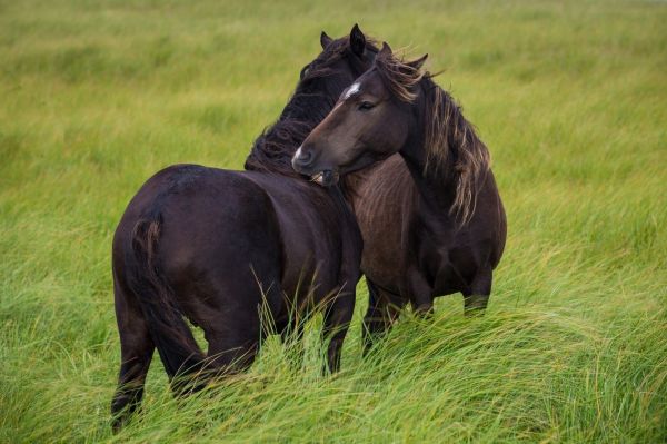 caballo, césped, fauna silvestre, pradera, pastar, naturaleza