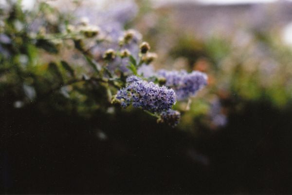 Flores, Plantas, California, rosado, verde, película