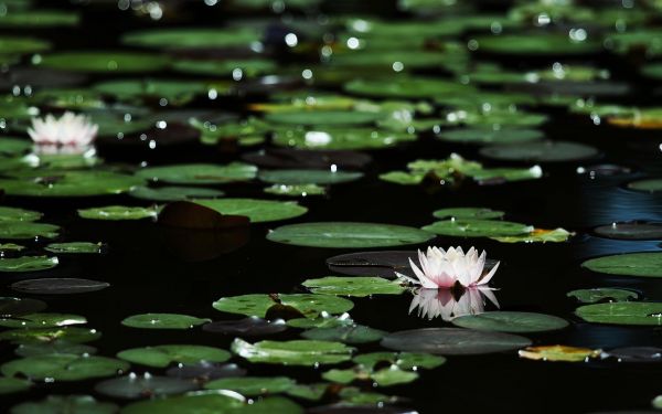 1920x1200 px, bokeh, bunga-bunga, dedaunan, danau, lili