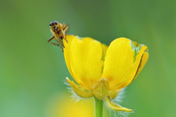 záhradné, príroda, fotografovanie, makro, Škótsko, zväčšenie