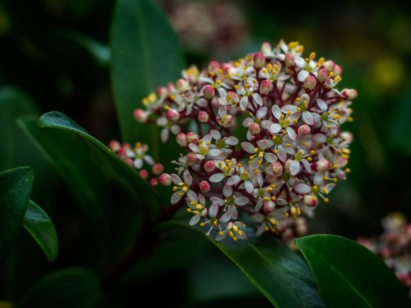 blanco, Dof, Rubellaskimmia, Rosa, Amarillo, de cerca