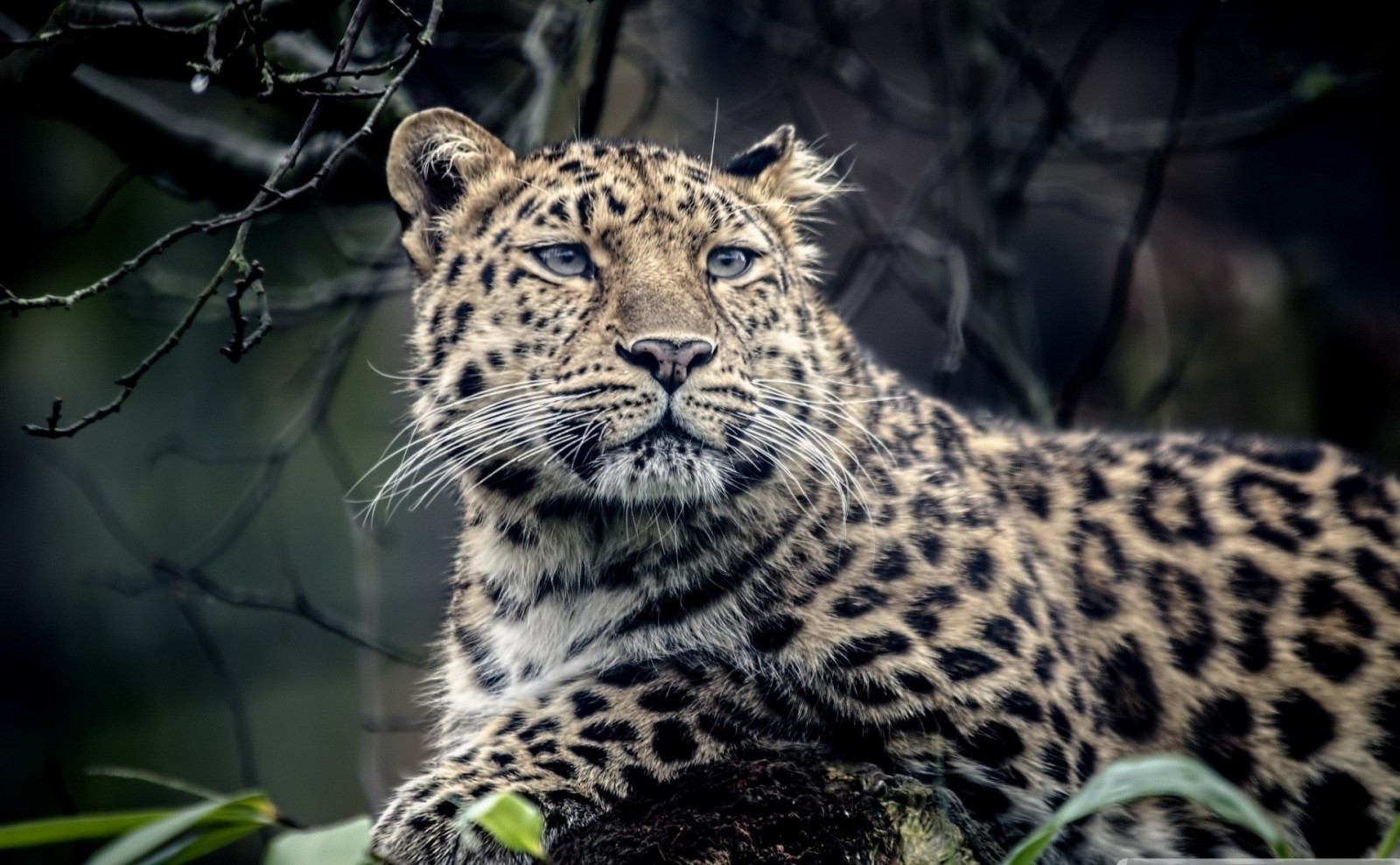 vilda djur och växter, stora katter, Zoo, polisonger, leopard, Jaguar, snöleopard, leopard djur, fauna, däggdjur, ryggradsdjur, katt som däggdjur