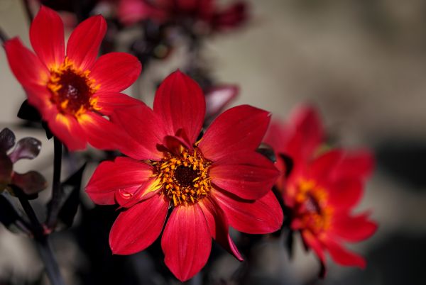 blomster,have,natur,rød,planter,fotografering