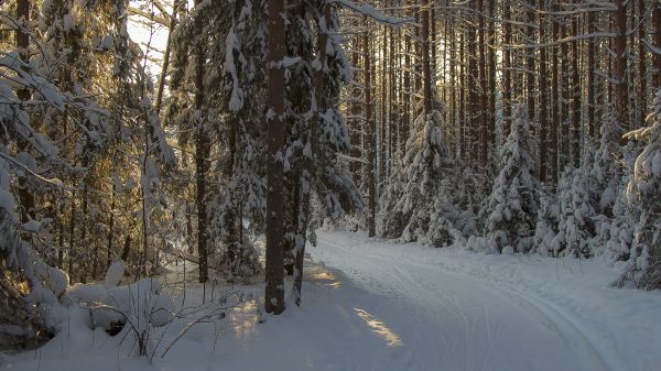 natura, la neve, inverno, albero, Congelamento, ecosistema