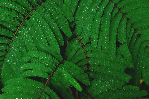 vert,botanique,feuille,terrestrial plant,branche,organisme