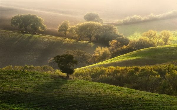 Солнечный лучик,Деревьями,пейзаж,лес,Холм,природа