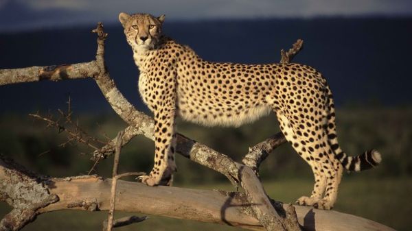 1920x1080 px,Guepardos,Kenia,Mara,Gatos,salvaje