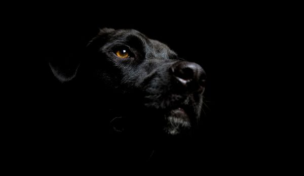 noir,la photographie,chien,faune,moustaches,ciel