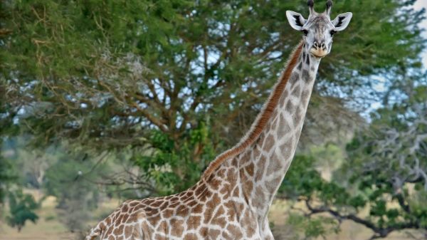 giraffa,Giraffidae,pianta,ambiente naturale,collo,ramo