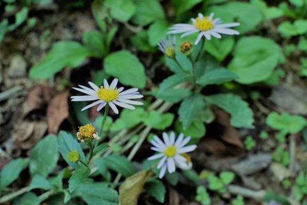 blomst,plante,kronblad,græs,bunddække,grøn