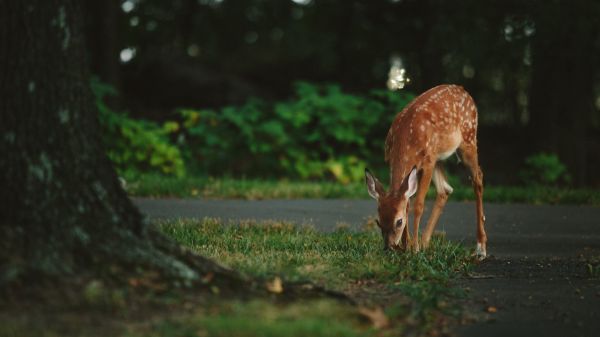 las,jeleń,Zwierząt,Natura,dzikiej przyrody,fauna