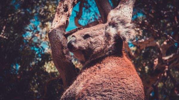 Tiere,Australien,Koalas,Bäume,Tierwelt,Natur