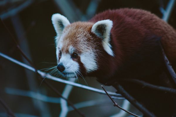 animale, urs panda, Panda rosu, Grădină zoologică