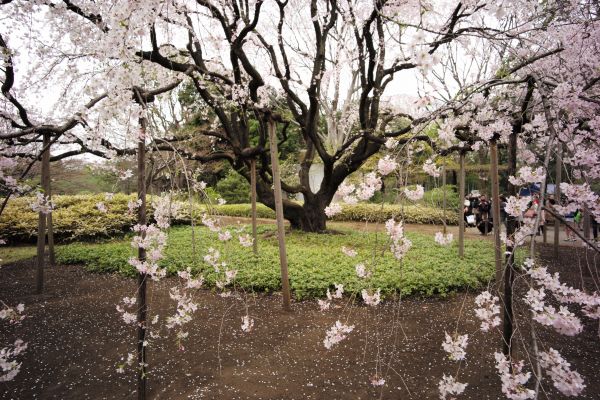 Japon,branche,fleur de cerisier,fleur,printemps,jardin