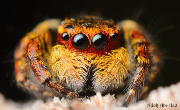 macro,orange,black,eye,closeup,blackbackground