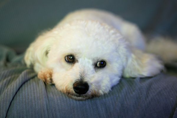 chien,Animaux domestiques,chiot,mammifère,Canon,animal