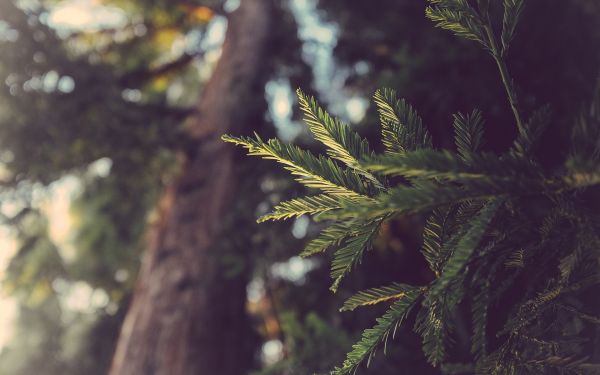 foresta, profondità di campo, natura, luce del sole, le foglie, erba