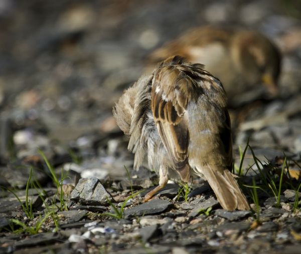 Natura, cień, Norwegia, humor, Zbliżenie, dzikiej przyrody