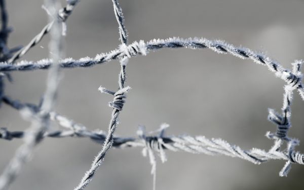 taggtråd, vatten, snö, vinter-, gren, is