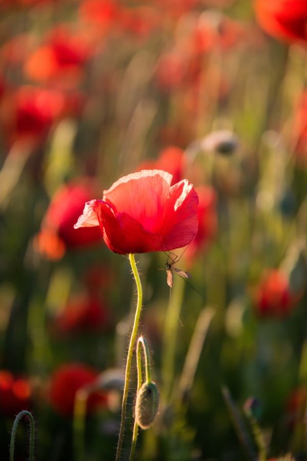 natura,rosso,campo,foglia,insetto,asta