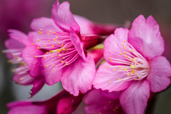 Flores,Pétalos,flor,flor,fotografía,rosado