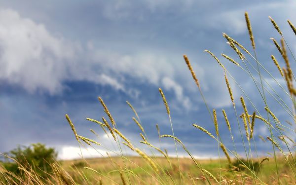 solljus, natur, sand, gräs, himmel, fält