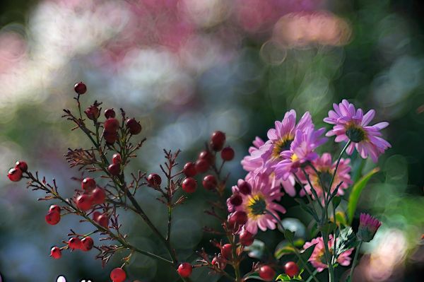 rosa,Bagas,Borrão de movimento,Flor,Primavera