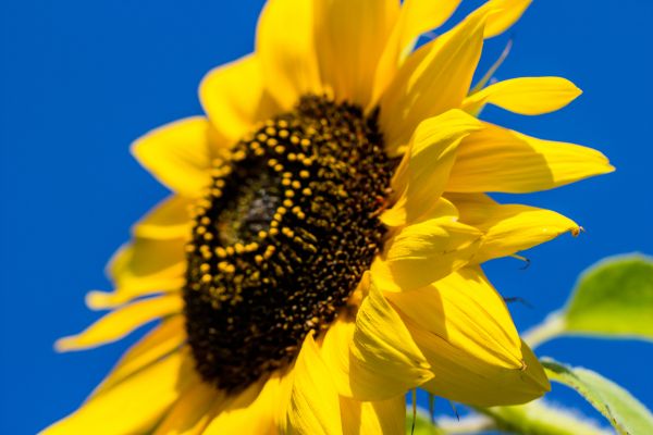 floare, galben, floarea-soarelui, albina, albină, sămânță de floarea-soarelui