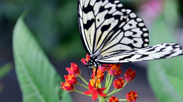 floare,natură,fotografie,fluture,insectă,floră