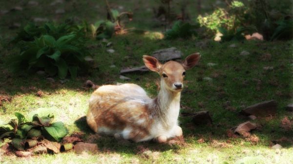 光,野生,夏,自然,植物,可愛い