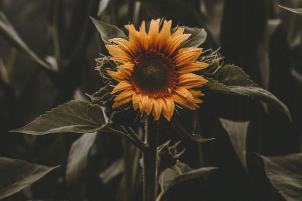 花,工場,花弁,空,開花植物,ひまわり