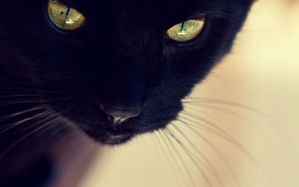 Gesicht, schwarz, Katze, Augen, blau, Schnurrbart