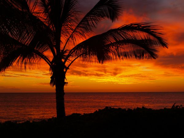 oceaan,bomen,zonsondergang,rood,hemel,oranje