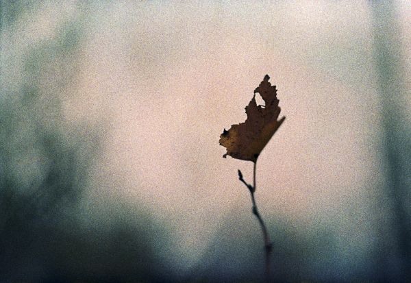 58mm,Năm 2014,Zenit,Zenit,58mmhelios442f2,58mmf2