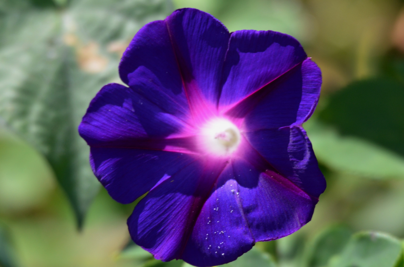 fleur, bleu, flore, violet, plante, violet, Fleur sauvage, pétale, fermer, Famille violette, alto, Gloire du matin, Famille de la gloire du matin, Plante annuelle, Moonflower de plage, plante à fleurs, Photographie macro, Plante herbacée